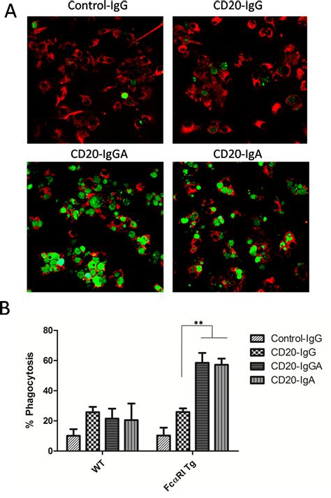 ADCP Assays With Mouse BMDMs In Vitro Assay To Determine Elimination