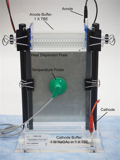 28% acrylamide gel electrophoresis set up | Download Scientific Diagram