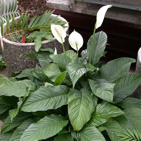 Passo a passo como cuidar do Lírio da paz Spathiphyllum wallisii