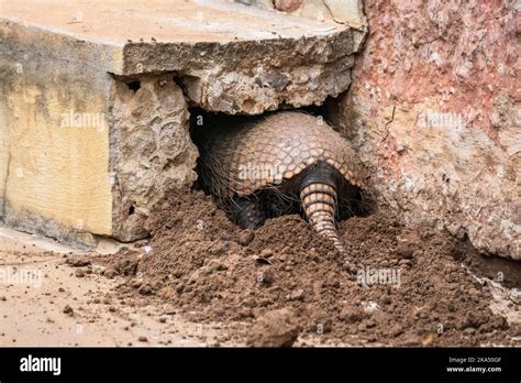 Six Banded Armadillo Digging Nest Hole In The Brazilian Pantanal Stock