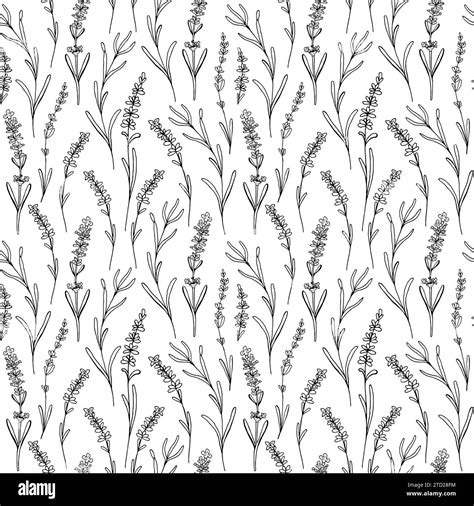 Lavender Seamless Pattern Vector Hand Drawn Print For Fabric Textile