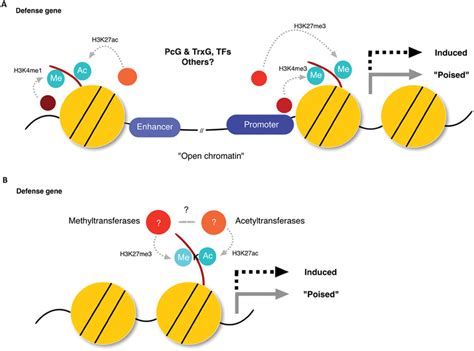 Bivalent Phenomena Hypothesis In Plant Defense Priming A An