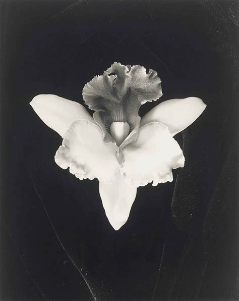 Fragrantblossoms Robert Mapplethorpe Orchid 1985 ” Robert