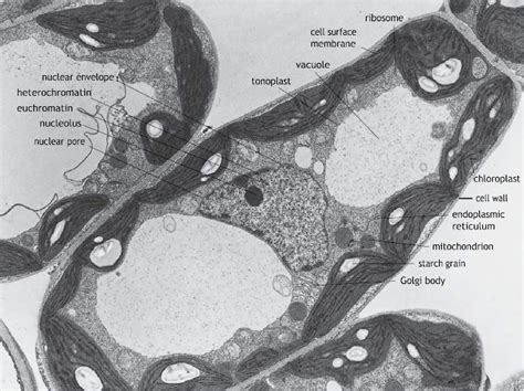 Plant Cell Chloroplast Diagram