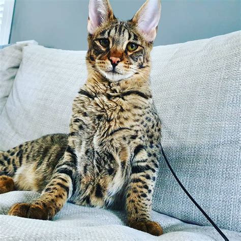 9 Fascinating Facts about Savannah cats ⋆ Catastic