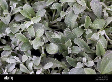 Helichrysum petiolare silver hi-res stock photography and images - Alamy