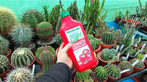 Why I Like To Fertilise My Cacti And Succulents With Tomato Feed Youtube