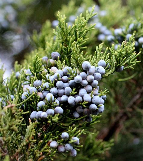 Juniperus Virginiana Eastern Red Cedar 1 Gallon Pot Size Plant Etsy