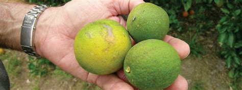 Citrus Disease Spreads In Socal The Sun Gazette Newspaper