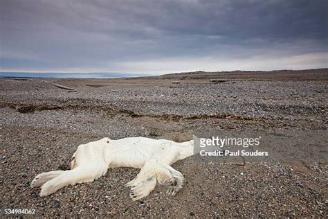 304 Dead Polar Bear Stock Photos, High-Res Pictures, and Images - Getty ...