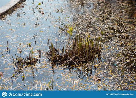 Thalia Dealbata Fraser Aquatic Plants In Ponds Stock Image Image Of