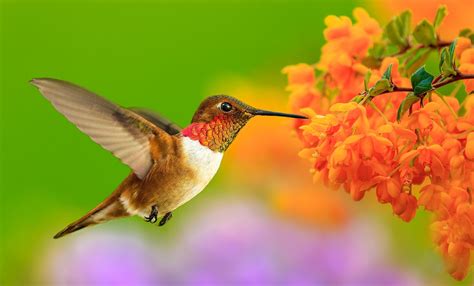 Download Animal Hummingbird HD Wallpaper