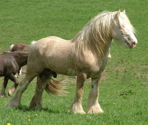 Pin On Race Irish Cob Gypsy Cob Cob Irlandais Tinker Cheval De