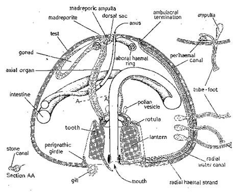 The Digestive System And Its Echinodermata Phylum Digestive System