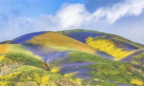 Carrizo Plain Los Padres ForestWatch