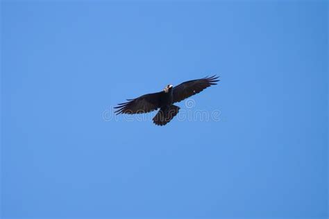 Common Raven Flying in the Sky Stock Photo - Image of birdwatching ...