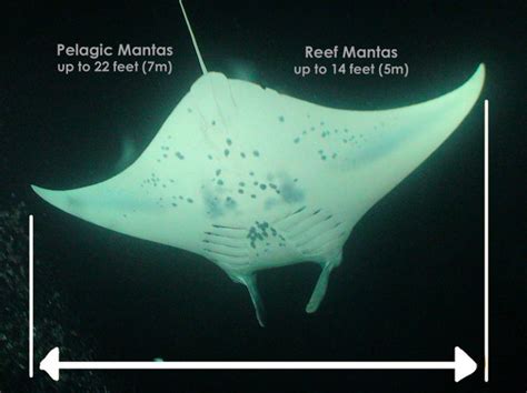 vovawebs.blogg.se - Giant oceanic manta ray size comparison