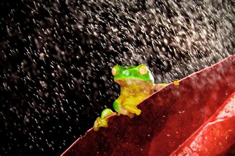 Peque A Rana Arb Rea Sentada En Una Hoja Roja Bajo La Lluvia Foto Premium