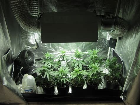 5 MAIN Reasons For Marijuana Growing Tents