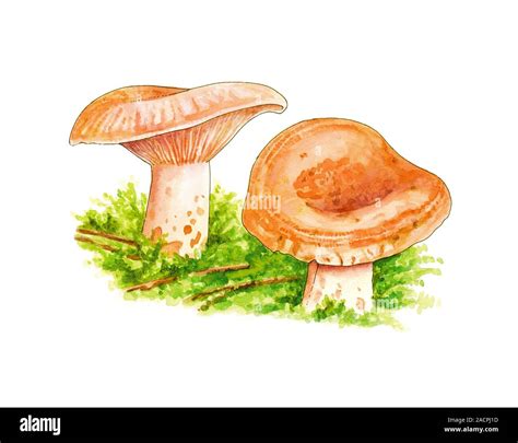 Saffron Milk Cap Lactarius Deliciosus Mushrooms Artwork Stock Photo