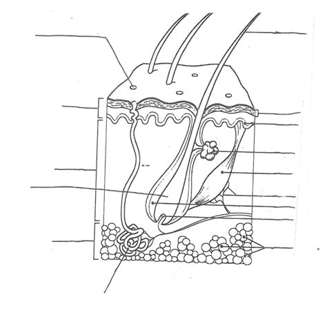 Unit 4 The Integumentary System Diagram Quizlet