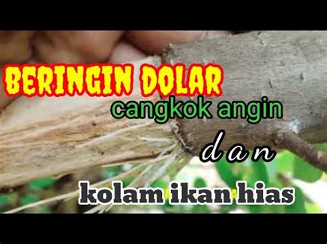 Beringin Dolar Cangkok Angin Dan Kolam Ikan Hias YouTube