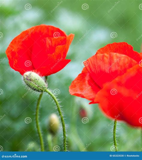 Closeup Of The Blooming Red Poppy Flowers And Poppy Buds Stock Photo