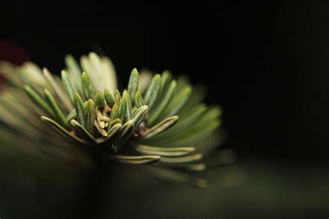 Green Leaf Plant · Free Stock Photo