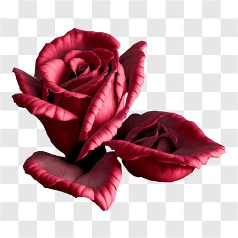 Download Beautiful Red Roses in Different Stages of Blooming PNG Online ...