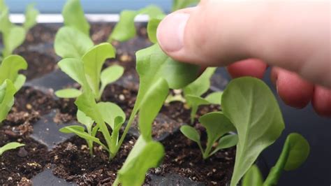 How To Grow Lettuce From Seed Indoors And Harvest In One Month