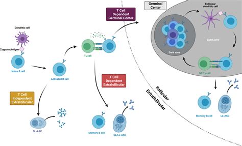 Frontiers Memory B Cells In Pregnancy Sensitization