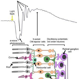 Schematic Representation Of A Flash Erg And The Retinal Events Con