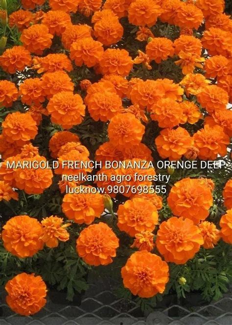 Hybrid Marigold Seeds Wholesale Price Mandi Rate For Hybrid