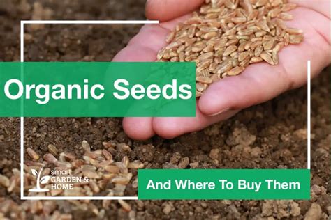 Organic Seeds: Benefits And Where To Buy Them - Smart Garden & Home