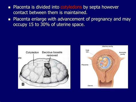 Ppt Fetal Membranes And Placenta Powerpoint Presentation Free Download