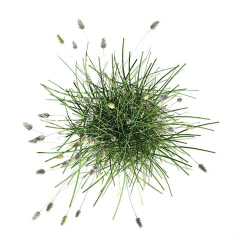 Premium Photo Wild Field Grass Top View Isolated On White