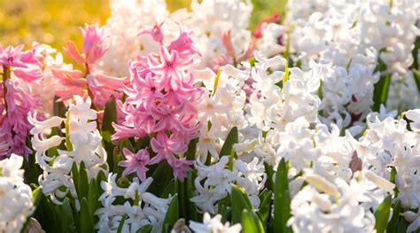 How to Plant, Grow and Care For Hyacinth Flowers