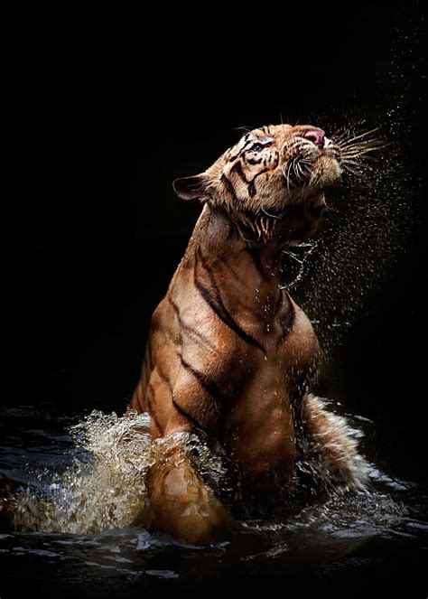 Muscles of a Tiger : r/pics