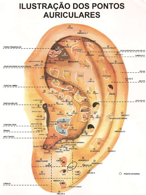 mapa de auriculo terapia especialidades medicas doencas  disturbios