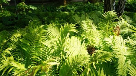 Beautiful Fern Varieties For Your Garden