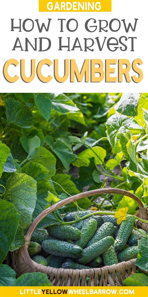 How To Grow And Harvest Cucumbers Cucumbers Growing Cucumbers