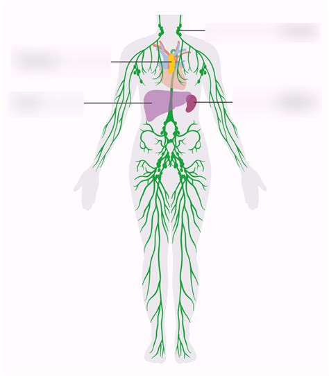 Lymphatic System Diagram Quizlet