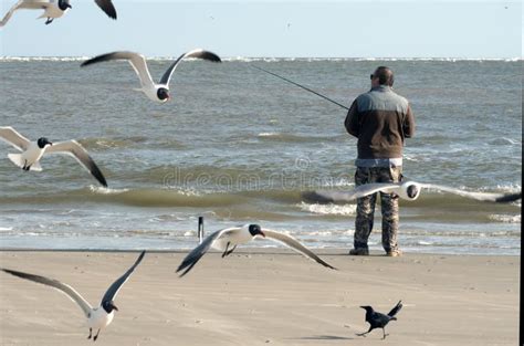 Gabbiani Di Volo Atricilla Di Larus Del Gabbiano Di Risata E Un