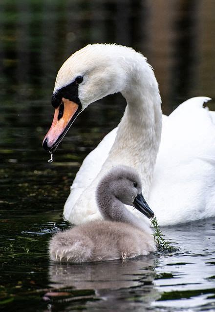 How Exactly Is A Trumpeter Swan Different From A Tundra Swan Artofit