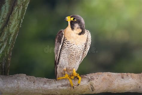 Shaheen falcon stock photo. Image of avian, natural - 282728064