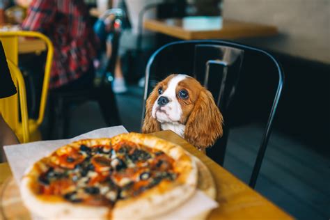 Best Dog-Friendly Restaurants in York 2023