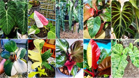 Rare Philodendron Plant Varieties With Names Youtube