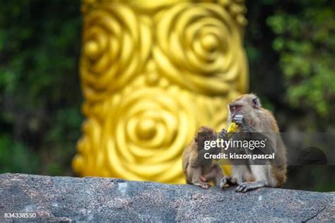 379 Monkey Eating Banana Stock Photos, High-Res Pictures, and Images ...