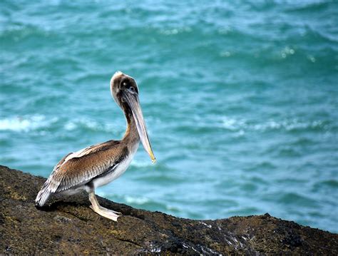 Pelican Coastal Wildlife Bird - Free photo on Pixabay - Pixabay