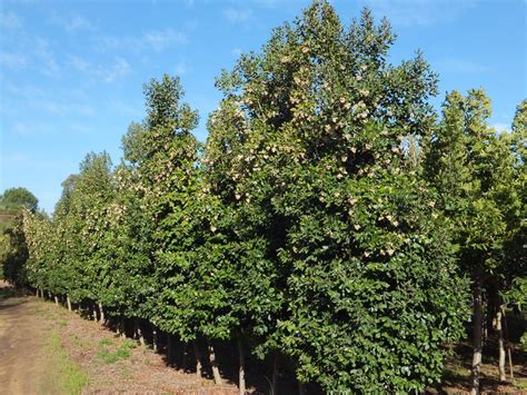 Curtisia Dentata Trees Sa